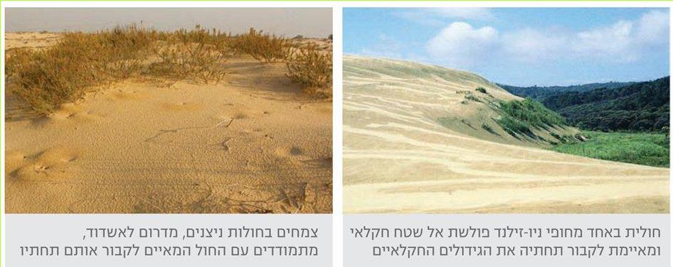 חולית באחד מחופי ניו-זילנד פולשת אל שטח חקלאי ומאיימת לקבור תחתיה את הגידולים החקלאיים